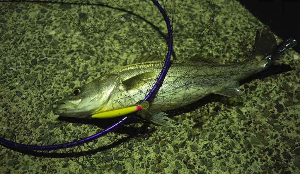 f:id:dreadnote666:20241112123744j:image