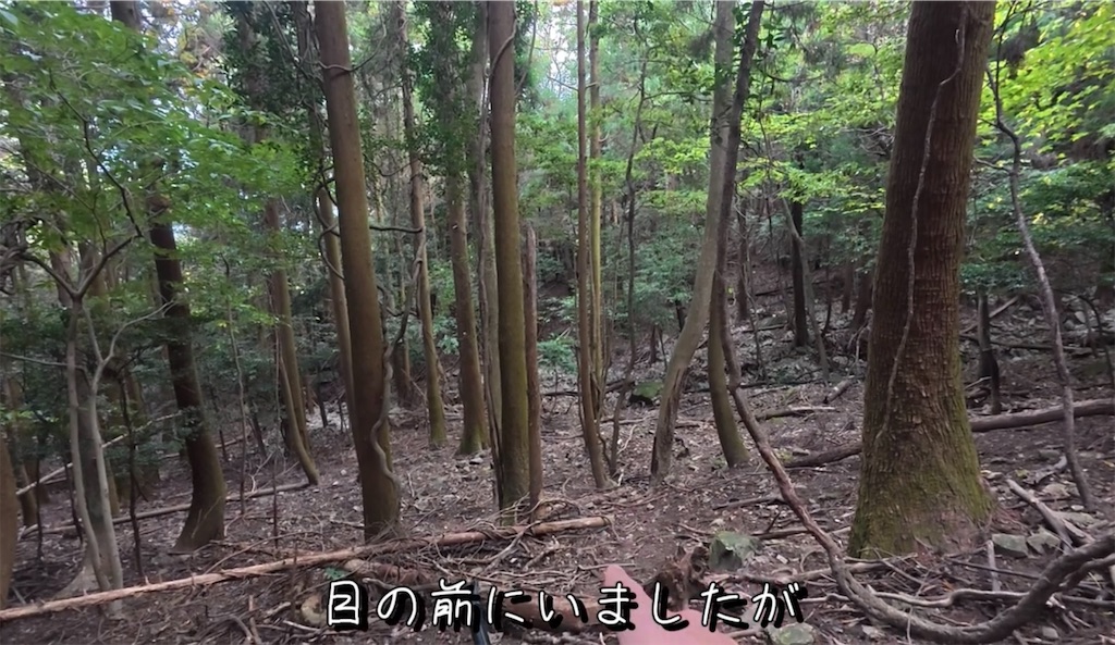 f:id:dreadnote666:20241126122619j:image f:id:dreadnote666:20241126122619j:image