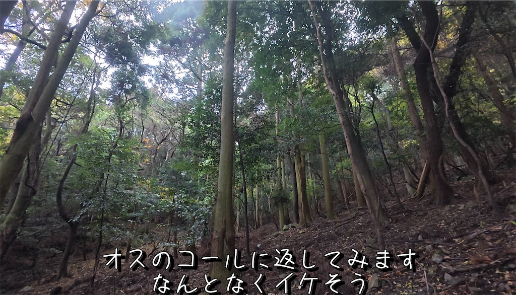 f:id:dreadnote666:20241216122346j:image