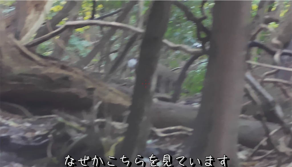 f:id:dreadnote666:20241216122413j:image