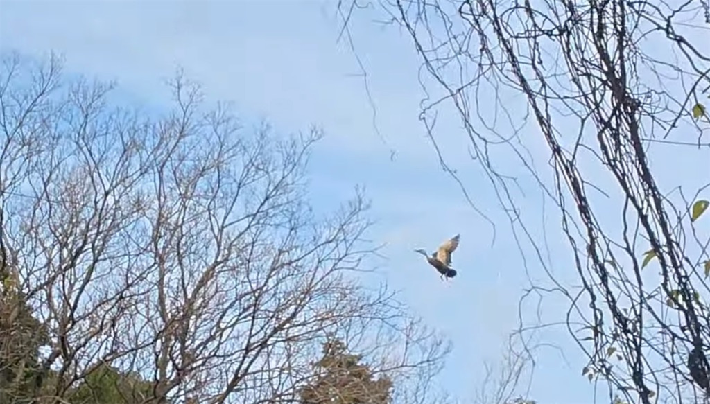 f:id:dreadnote666:20250107153212j:image f:id:dreadnote666:20250107153212j:image