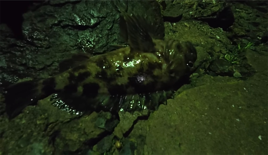 f:id:dreadnote666:20250310115943j:image