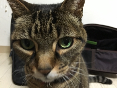 f:id:dreamfighter11:20160217192815j:plain f:id:dreamfighter11:20160217192815j:plain