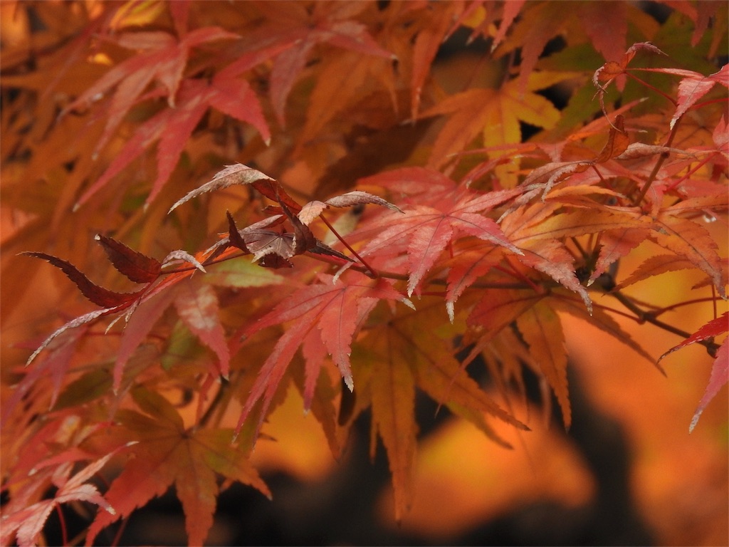 f:id:dreamfighter11:20161202222131j:image f:id:dreamfighter11:20161202222131j:image