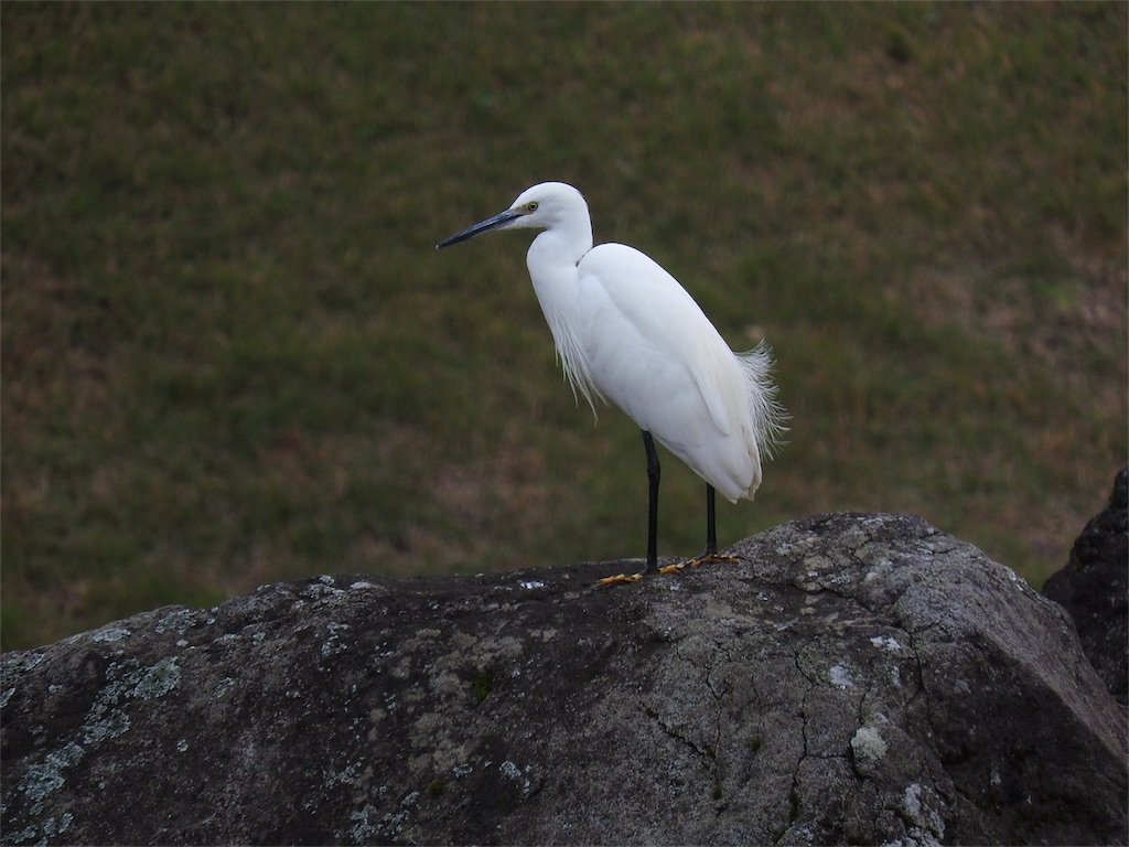 f:id:dreamfighter11:20161202222202j:image f:id:dreamfighter11:20161202222202j:image