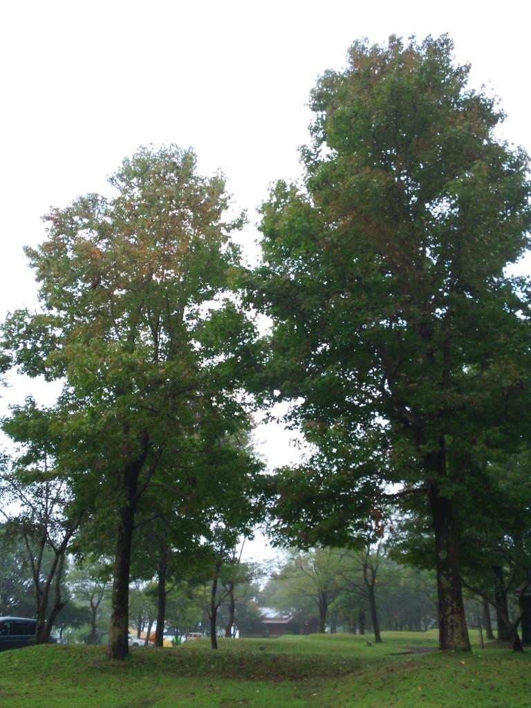 f:id:dreamjourney:20161031224609j:plain f:id:dreamjourney:20161031224609j:plain