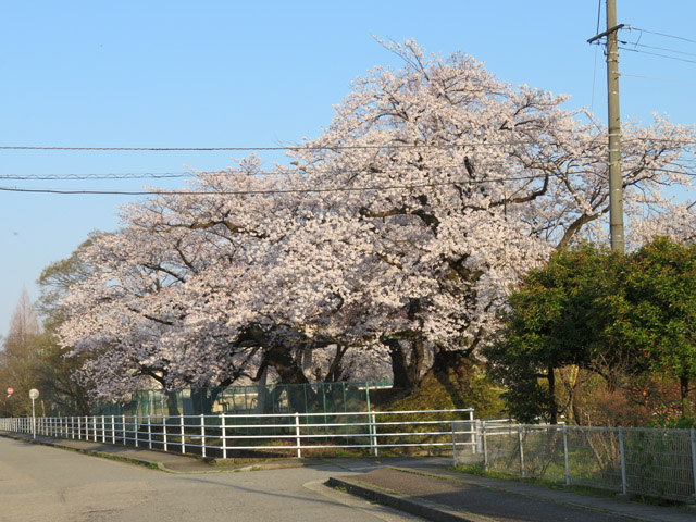 f:id:dreammiminabe53:20200404085212j:plain