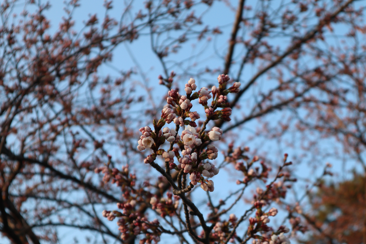 f:id:dreammiminabe53:20220411080644j:plain