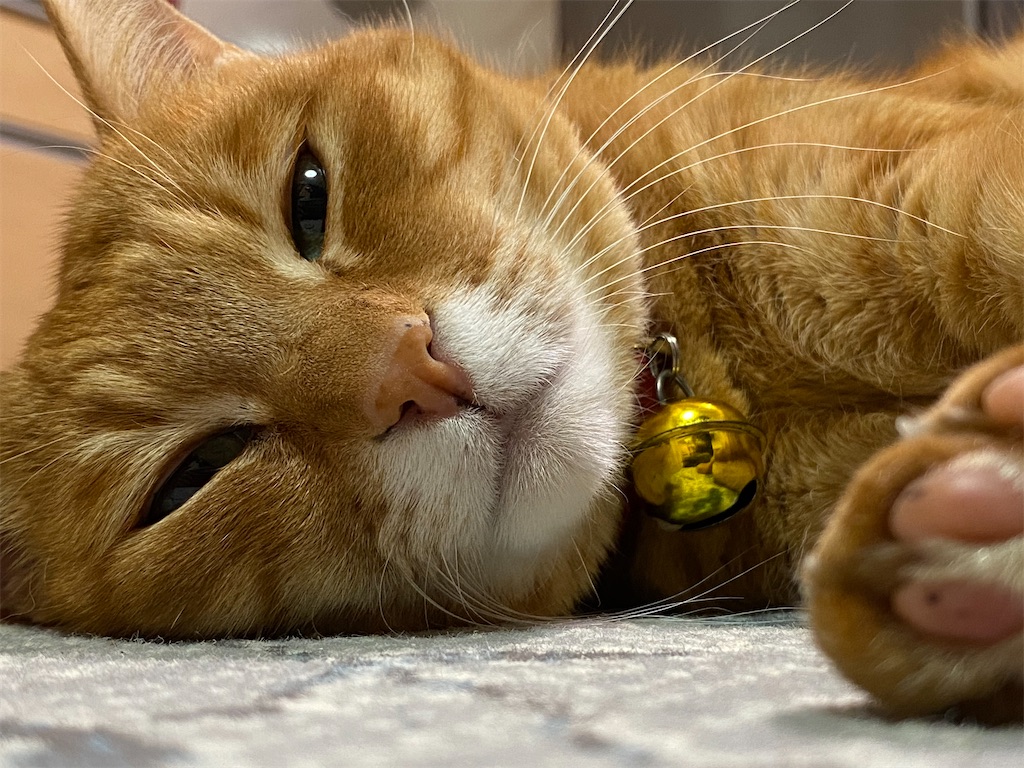 f:id:dreamscantrue:20240619001759j:image