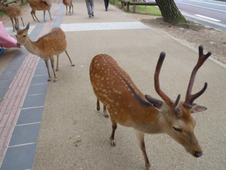 f:id:dreamsphere:20110526122445j:image:w360