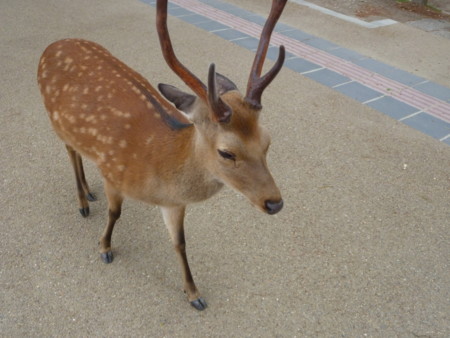 f:id:dreamsphere:20110526122515j:image:w360