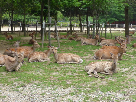 f:id:dreamsphere:20110526124252j:image:w360