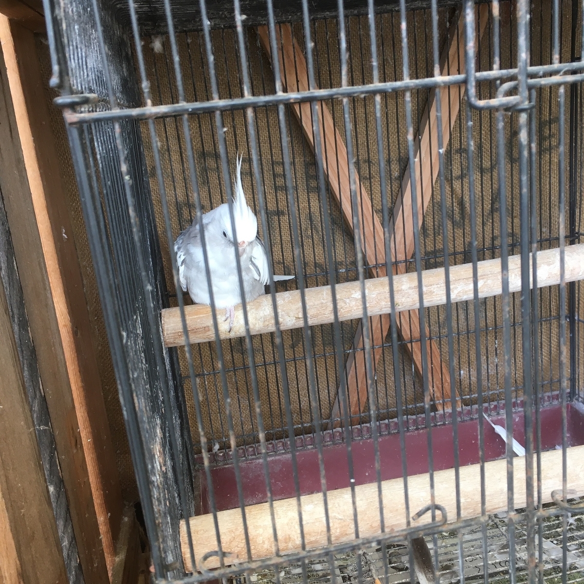 ぽえむの鳥