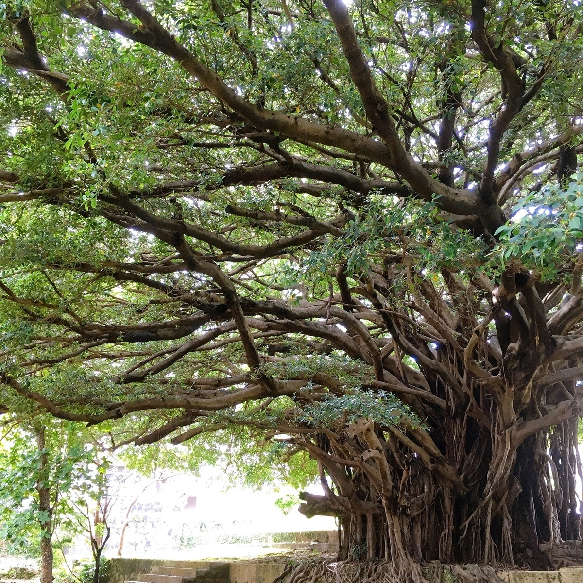 那覇の公園の木