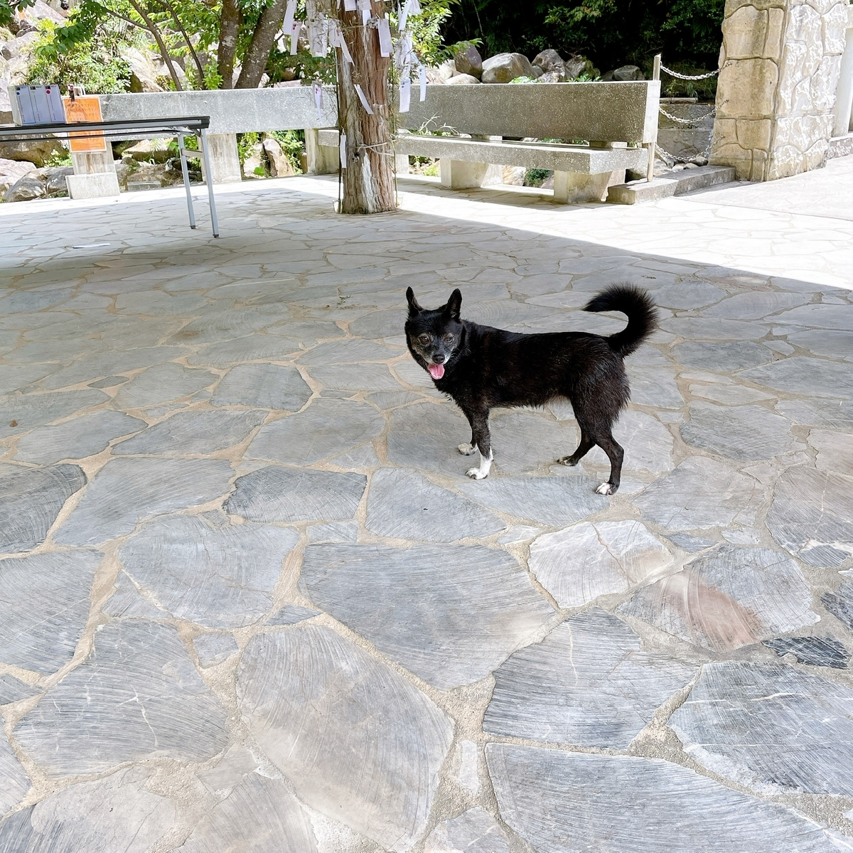 轟の滝にいた犬