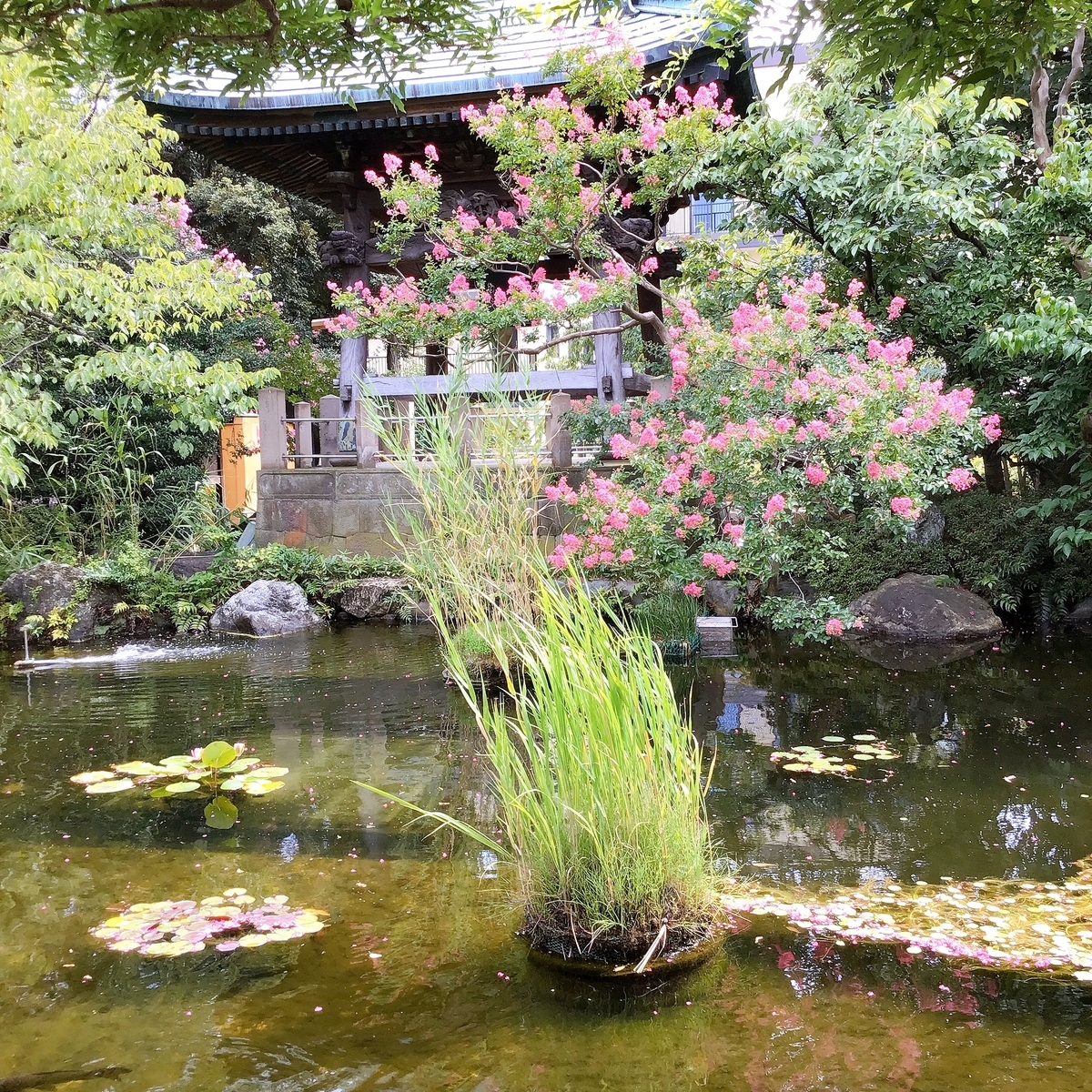 西新井大師の池