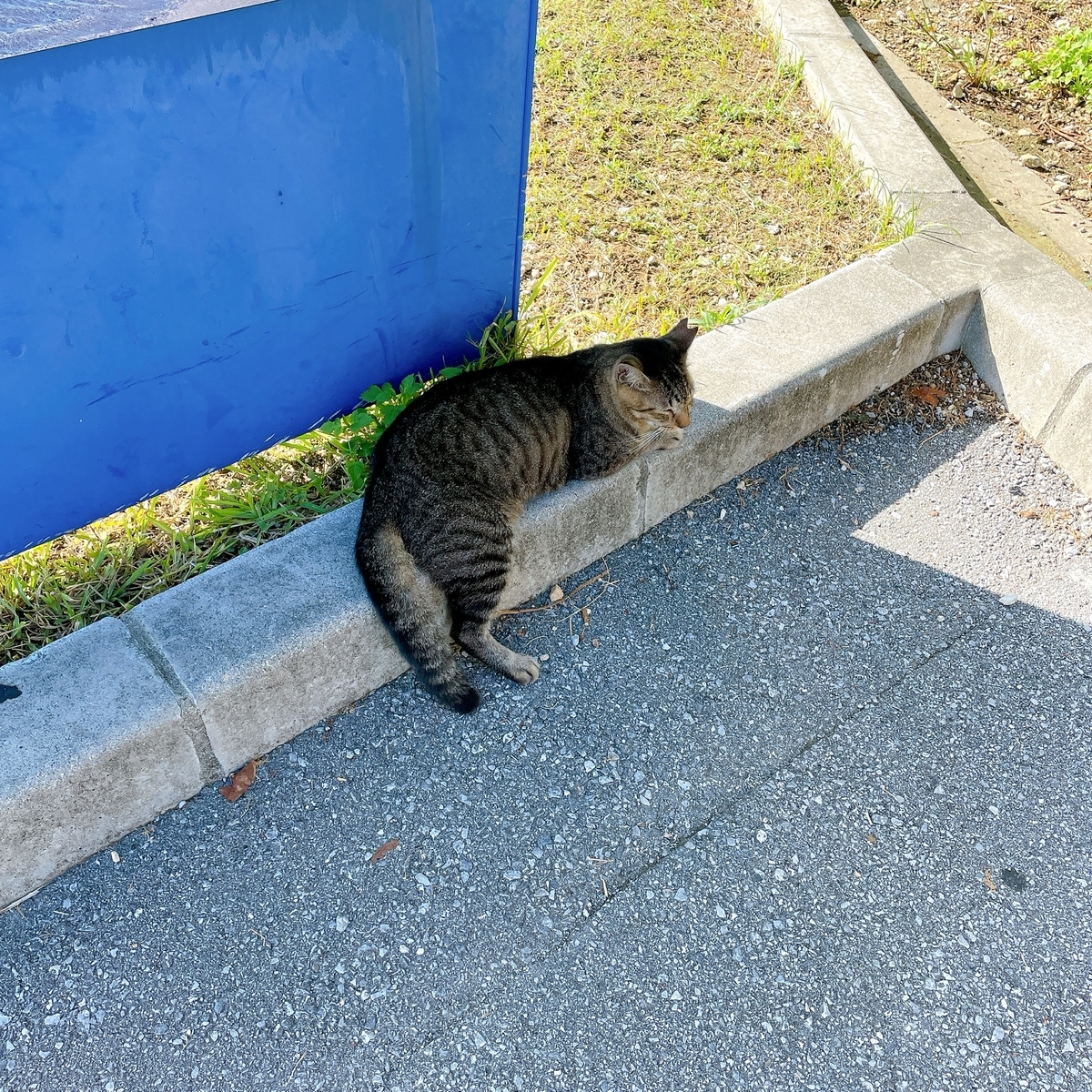 瀬長島 猫