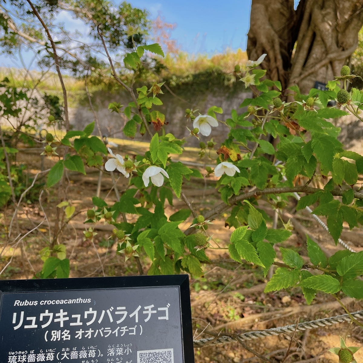 首里城の広場のイチゴ