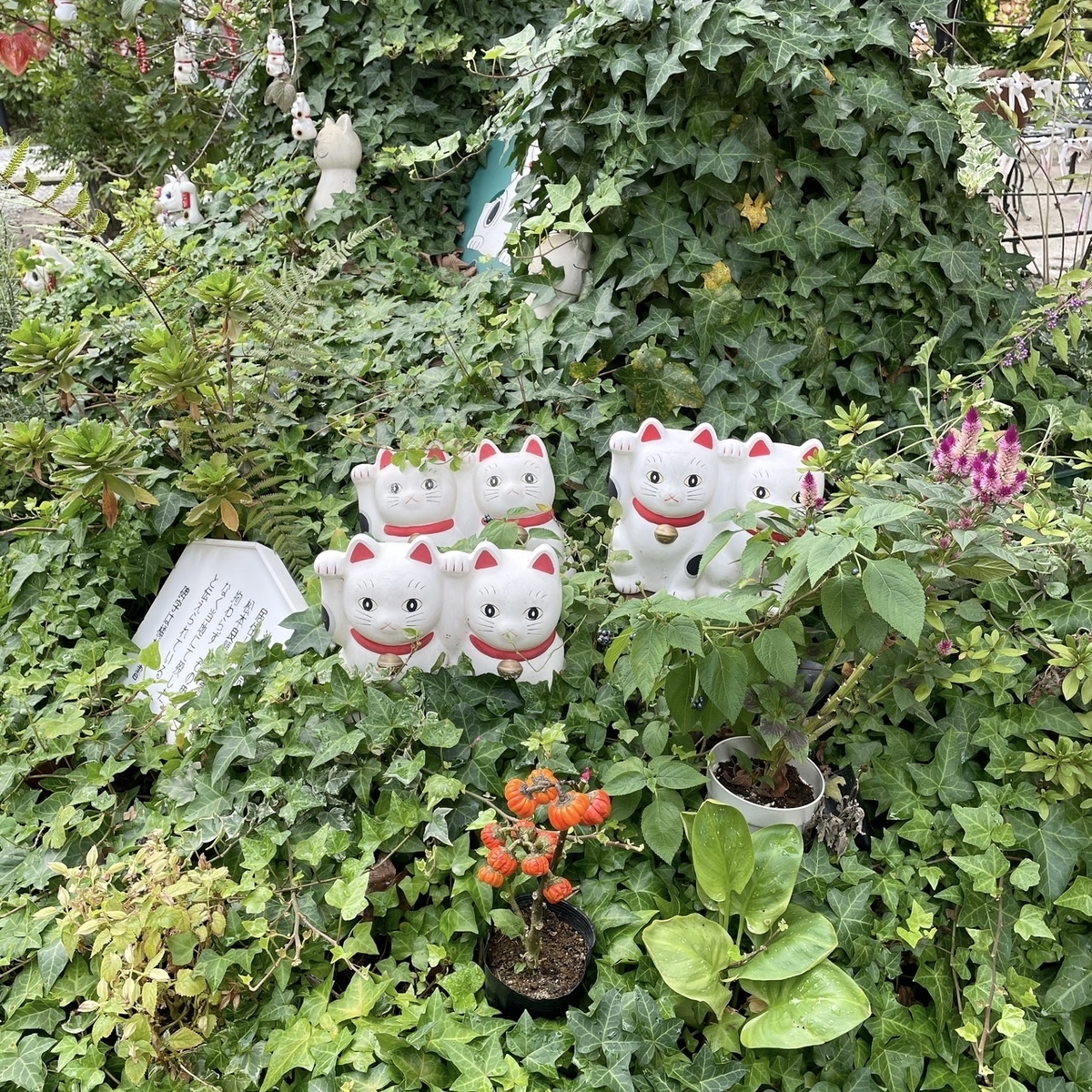 今戸神社の招き猫