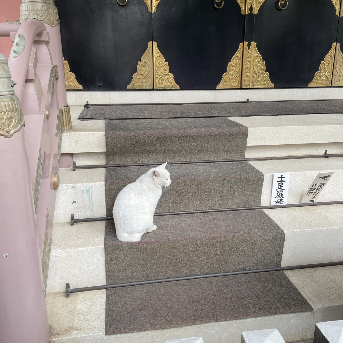 今戸神社の白猫さん