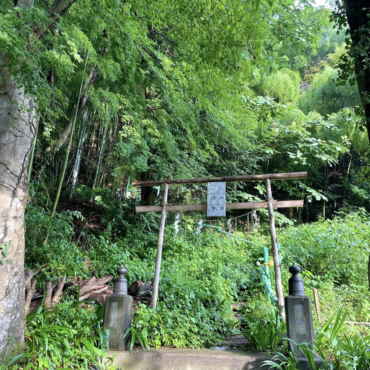 高尾山麓氷川神社2代め御神木