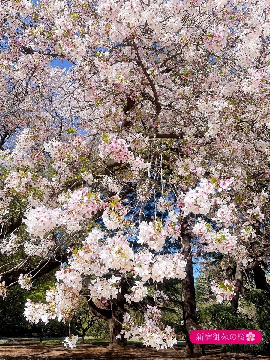 新宿御苑の桜
