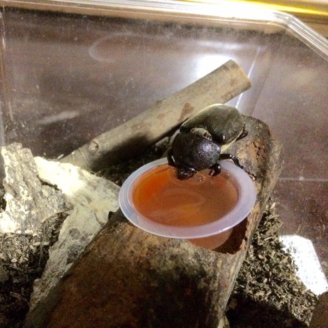 カブトムシメス