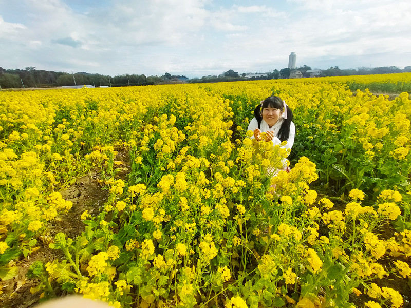 みごとな菜の花にうもれるたゆぅ
