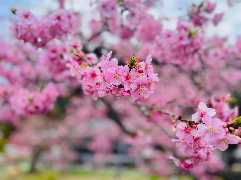 f:id:dreamytec:20230315232938j:image