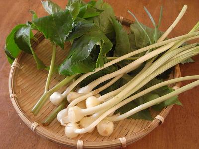 植物図鑑 有川浩 フキごはんとノビルのパスタ おいしい本棚 植物図鑑 有川浩 フキごはんとノビルのパスタ おいしい本棚