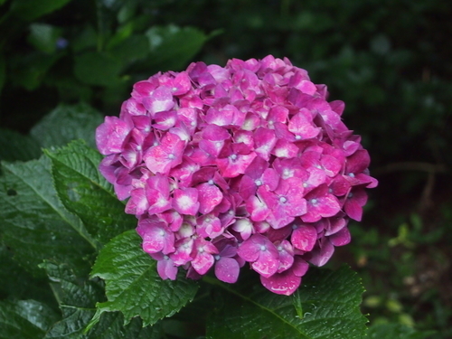 f:id:drinkingboy:20190630203003j:plain