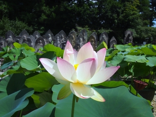 f:id:drinkingboy:20190710003229j:plain