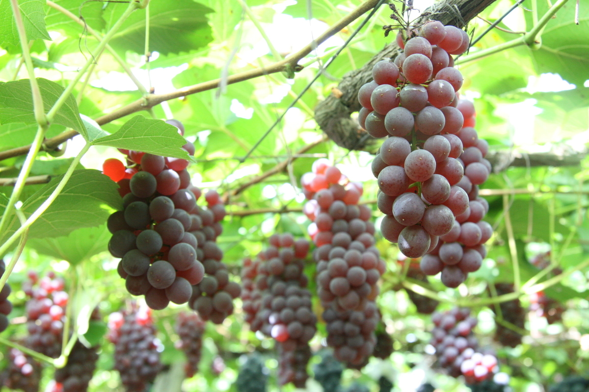 f:id:drinkingwine:20190403183436j:plain