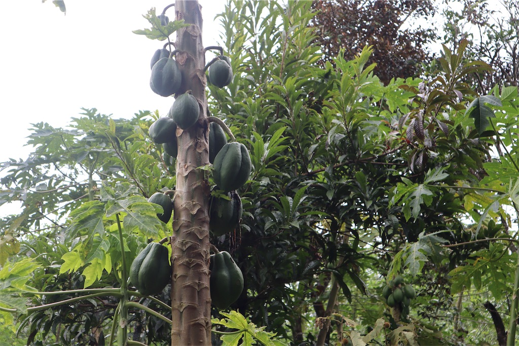 f:id:dripro-ft:20190907234942j:image