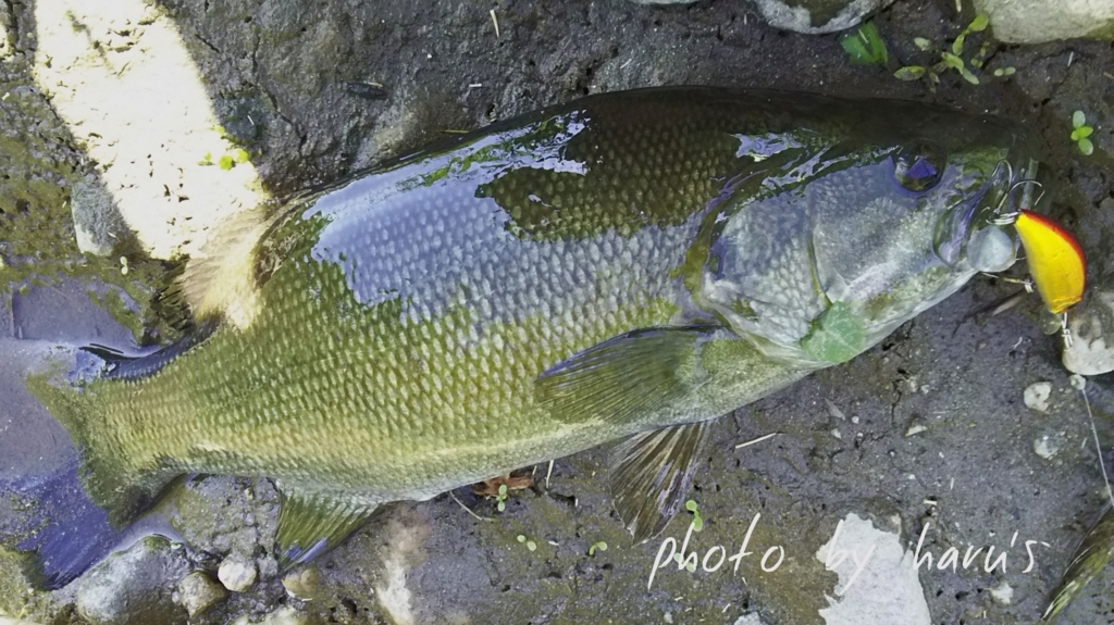 夏の川スモールマウス 増水のマディリバー 志摩尾鷲熊野でアジ アオリ シーバスを追いかけて 夏の川スモールマウス 増水のマディリバー 志摩尾鷲熊野でアジ アオリ シーバスを追いかけて