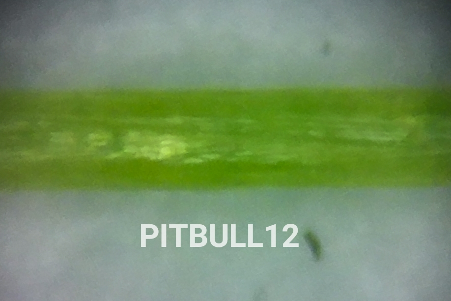 Pitbull12の性能は 本当に12本編み エギングとシーバスに使用しインプレ評価 志摩尾鷲熊野でアジ アオリ シーバスを追いかけて