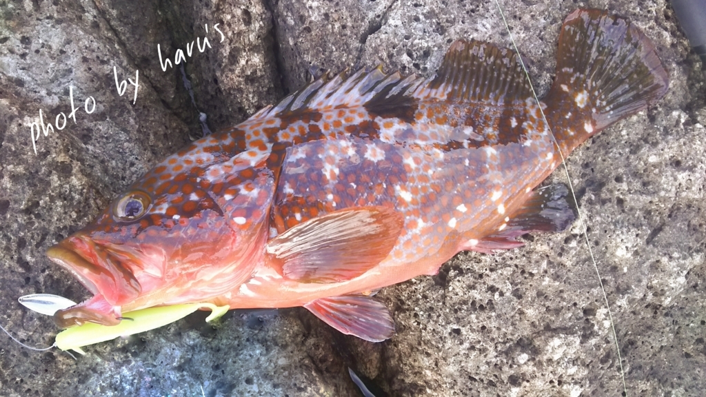 マハタ キジハタ尾鷲 熊野地磯釣行 志摩尾鷲熊野でアジ アオリ シーバスを追いかけて マハタ キジハタ尾鷲 熊野地磯釣行 志摩尾鷲熊野でアジ アオリ シーバスを追いかけて