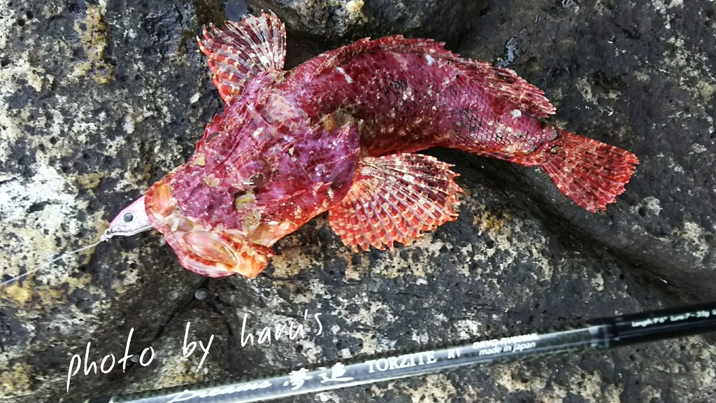 オニカサゴ ショアジギ 熊野