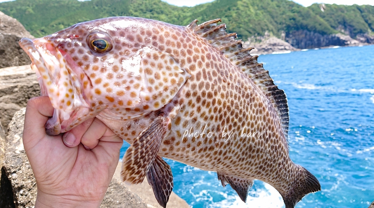 三重 尾鷲 地磯 オオモンハタ釣行 19春 志摩尾鷲熊野でアジ アオリ シーバスを追いかけて