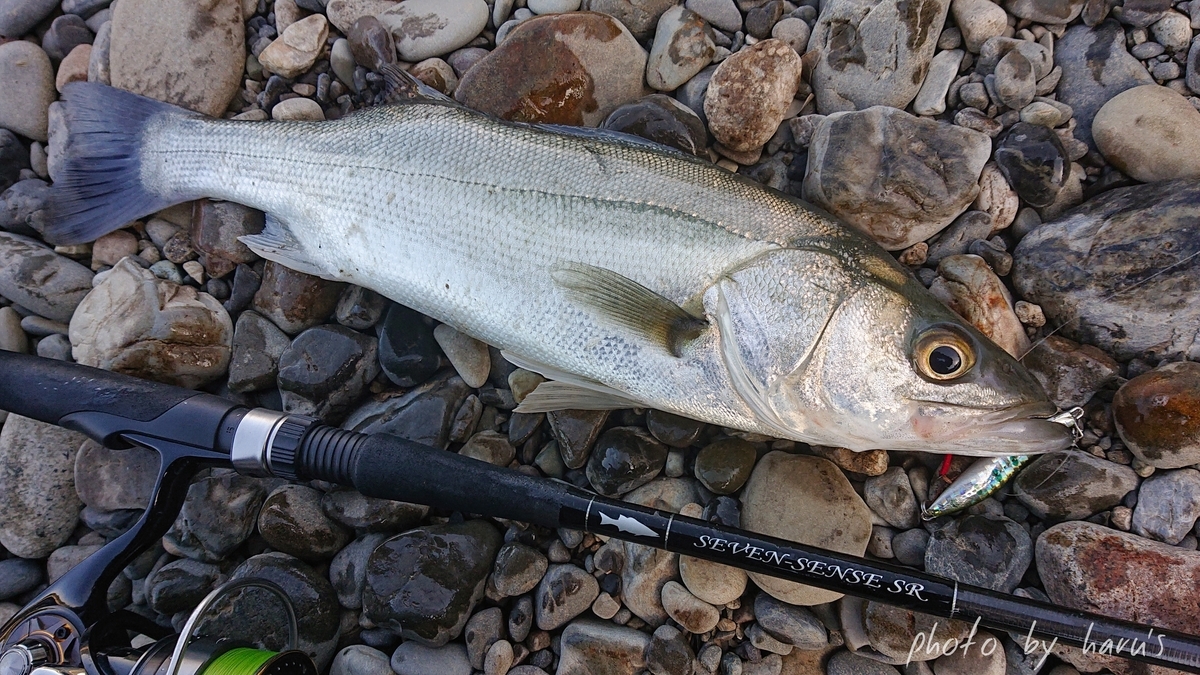 熊野川 サツキマス 山スズキ