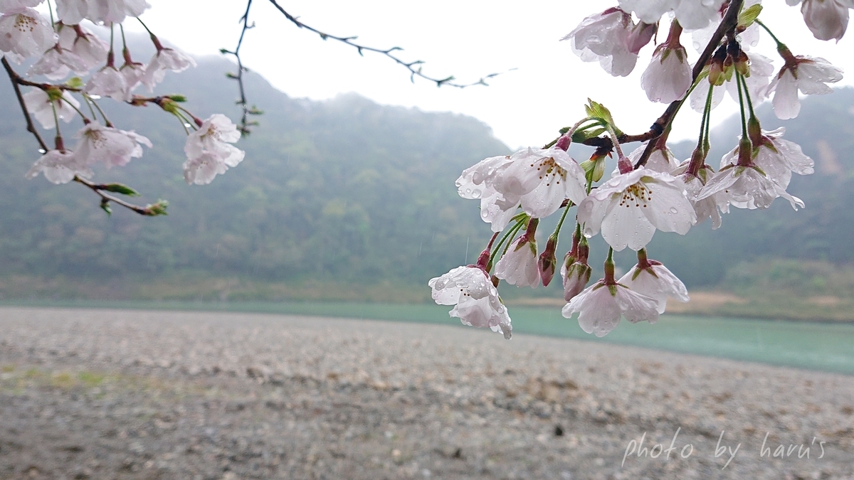 熊野 桜