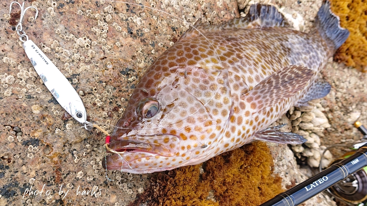 田村釣具羽太アカハタ