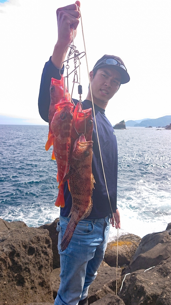 グルーパーゲーム 尾鷲 熊野 志摩尾鷲熊野でアジ アオリ シーバスを追いかけて