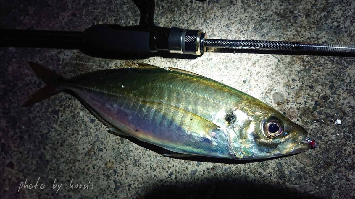 コルトUX 572UL-HS インプレ - 志摩尾鷲熊野でアジ アオリ