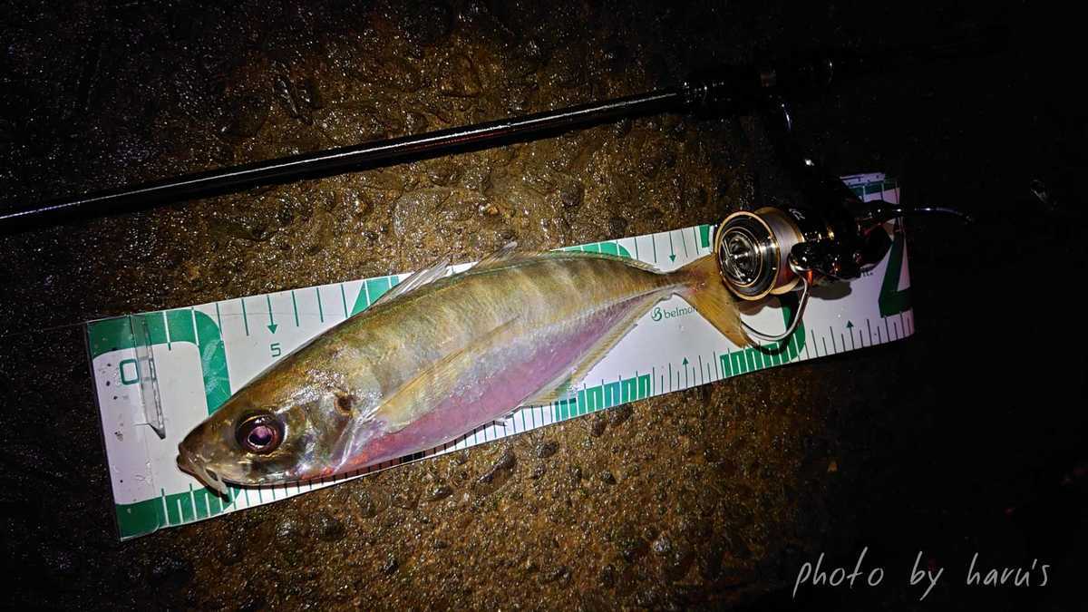 梅雨アジング 尾鷲方面の尺アジ 志摩尾鷲熊野でアジ アオリ シーバスを追いかけて