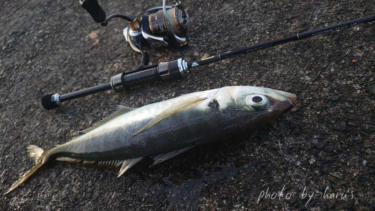 アジング 鳥羽 志摩方面 志摩尾鷲熊野でアジ アオリ シーバスを追いかけて