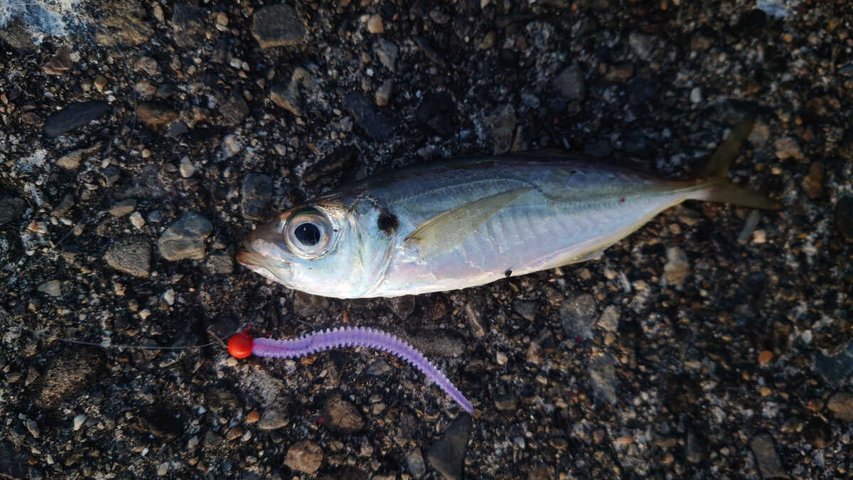 南伊勢〜熊野 青物釣行 2025年12月 ① - 志摩尾鷲熊野でアジ アオリ