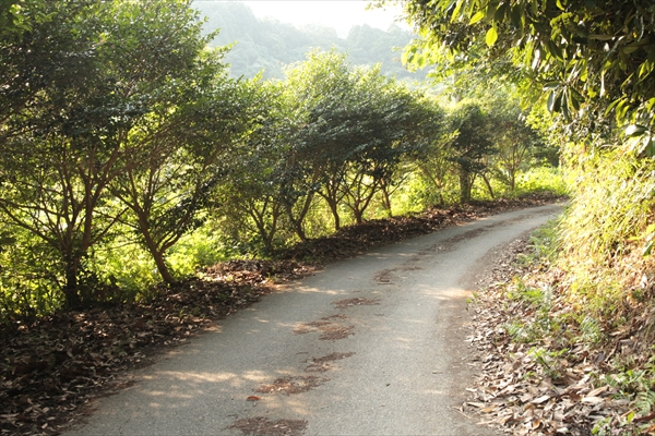 迷路