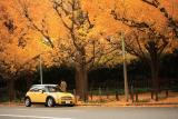 晩秋の東京・神宮外苑で佇むミニクーパー