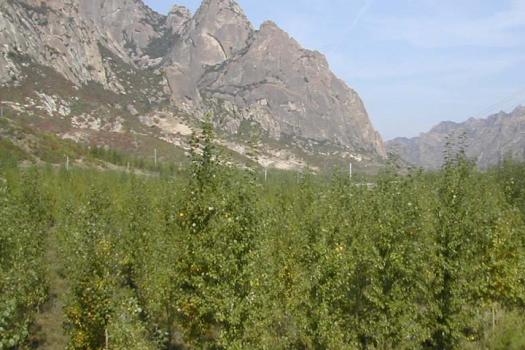 トヨタ 中国での砂漠化防止緑化プロジェクト 植林後(2006年9月の様子)